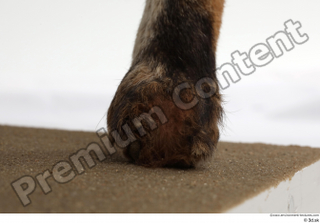 Red fox foot 0008.jpg